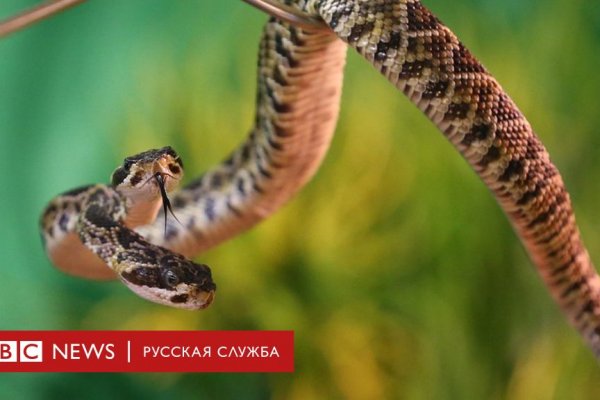 Почему не работает кракен сегодня